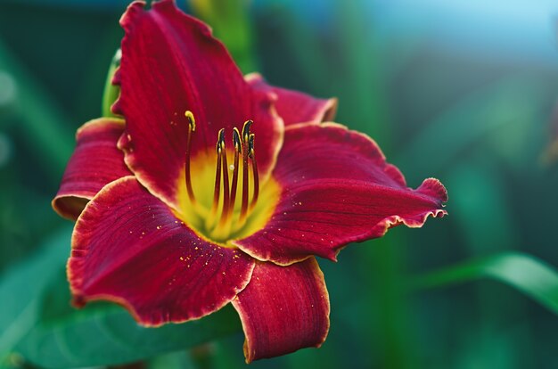 Flor de lírio vermelho sobre fundo azul