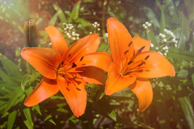 Flor de lírio vintage laranja linda. Filtro retro. Cartão de casamento. Flor em forma de estrela do mar