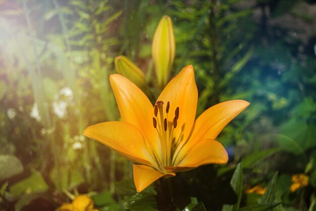 Flor de lírio vintage laranja linda. filtro retro. cartão de casamento. flor em forma de estrela do mar