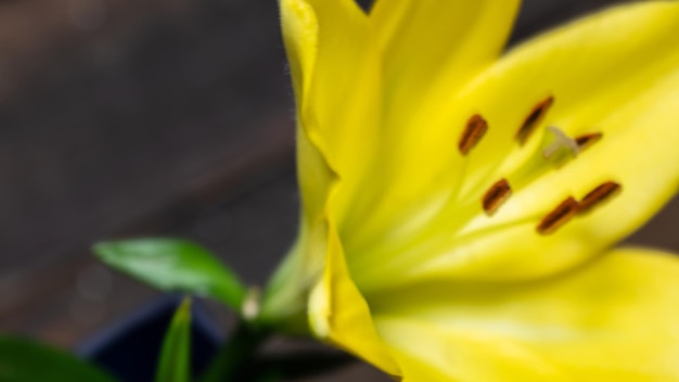 Flor de lírios florescendo em fundo preto close-up