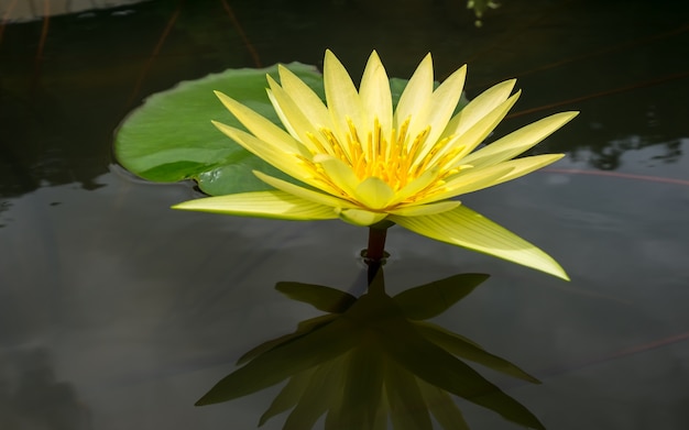 flor de lótus amarela e planta