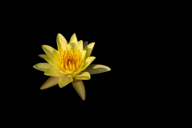 Flor de lótus amarela isolada em fundo preto