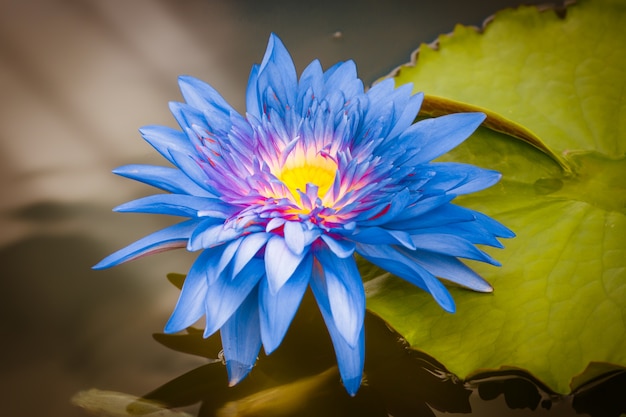 Foto flor de lótus azul roxo