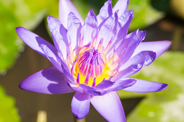 Flor de lótus azul