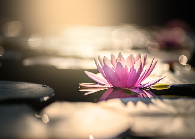 Foto flor de lótus bonita na água após a chuva no jardim.