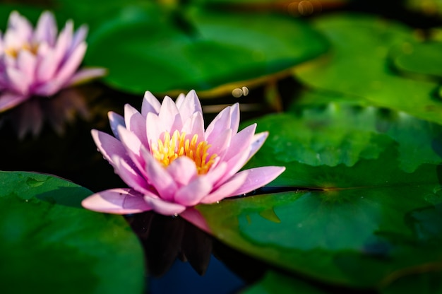 Flor de lótus bonita na água após a chuva no jardim.