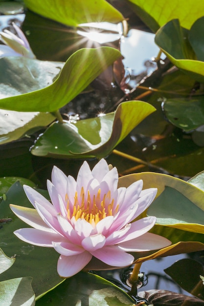 Flor de lótus bonita na água no jardim.