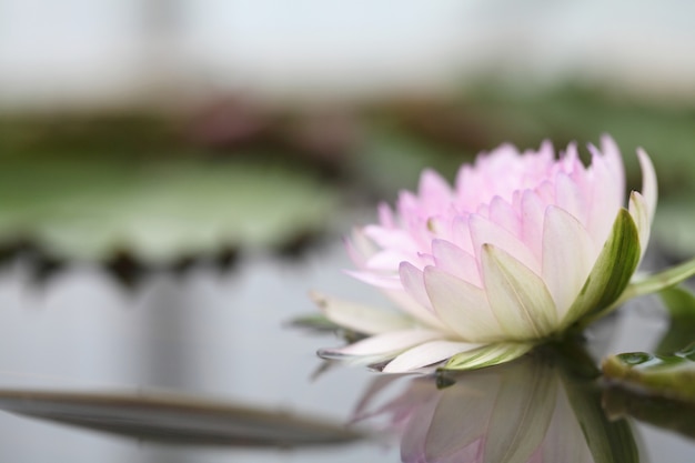 Flor de lótus bonita na água