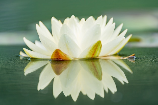 Flor de lótus bonita na lagoa