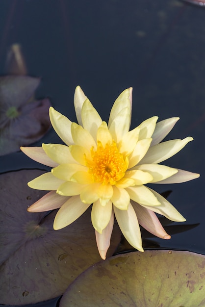 Flor de lótus bonita na lagoa