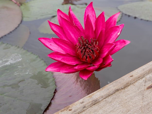 Flor de lótus bonito