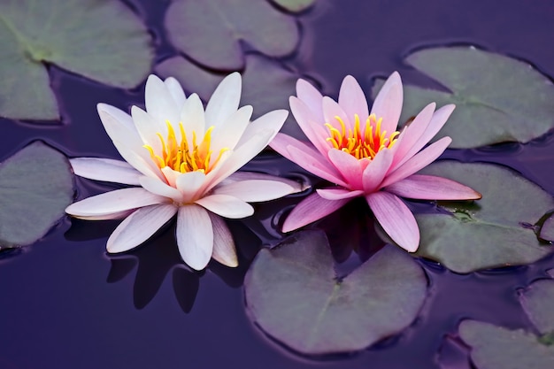 Flor de lótus branca e rosa na água