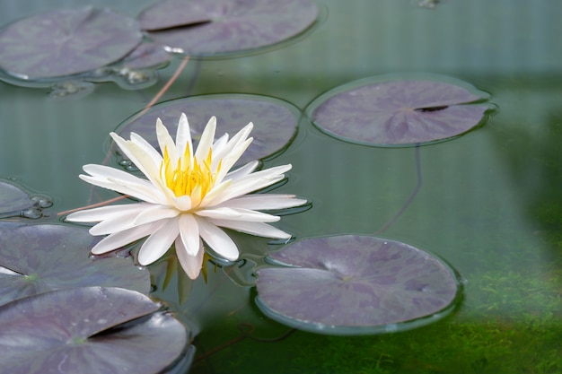 Flor de lótus branca, florescendo com folha verde