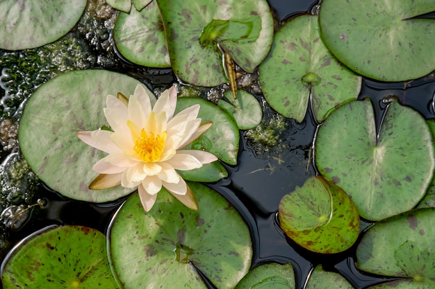 Flor de lótus branca, florescendo com folha verde