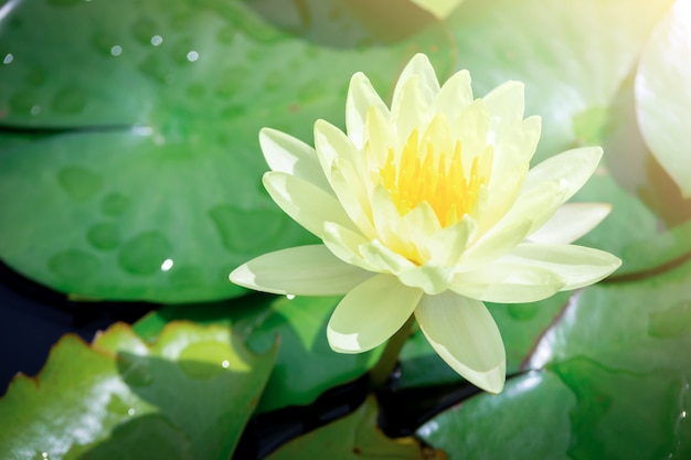 Flor de lótus branca linda com estame amarelo, folha verde na lagoa