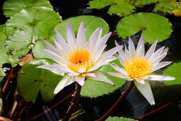 Flor de lótus branca linda