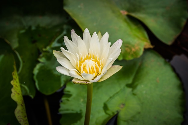 Flor de lótus branca no jardim