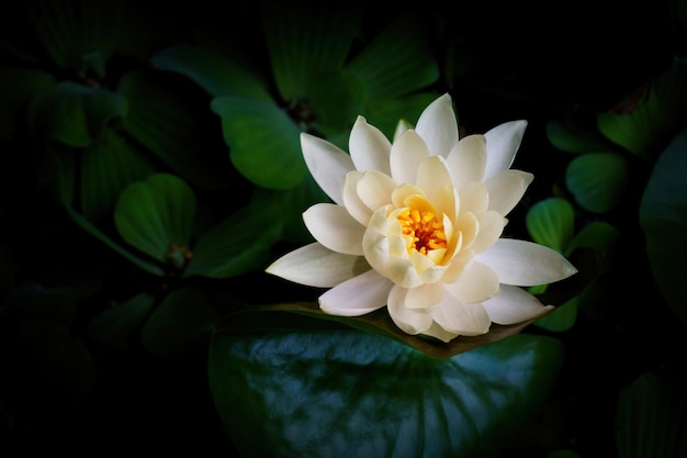 Foto flor de lótus branca no lago.