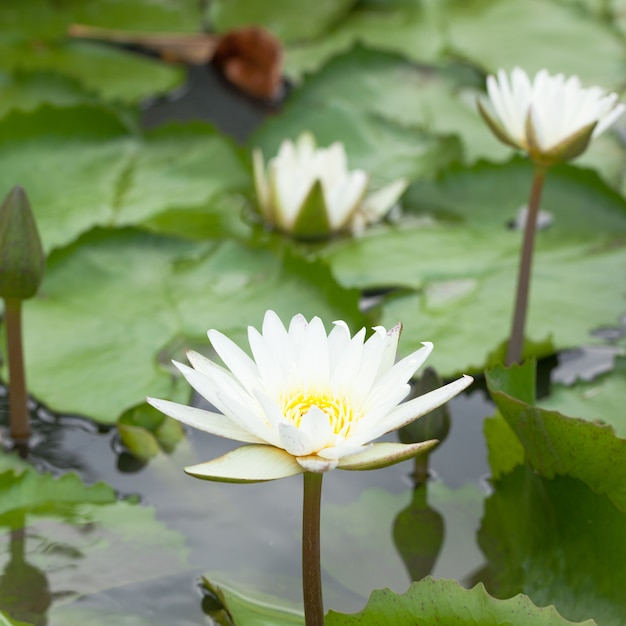 Flor de lótus branca