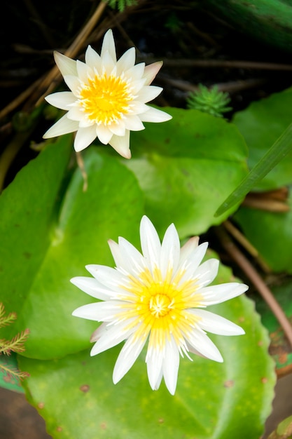 Flor de Lótus Branco com fundo verde folha