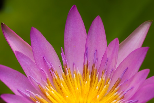 Flor de lótus close-up