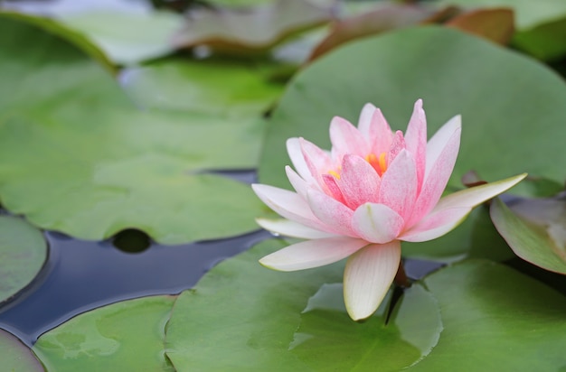 Flor de Lotus cor-de-rosa bonita na lagoa, no lírio de água do close-up e na folha na natureza.