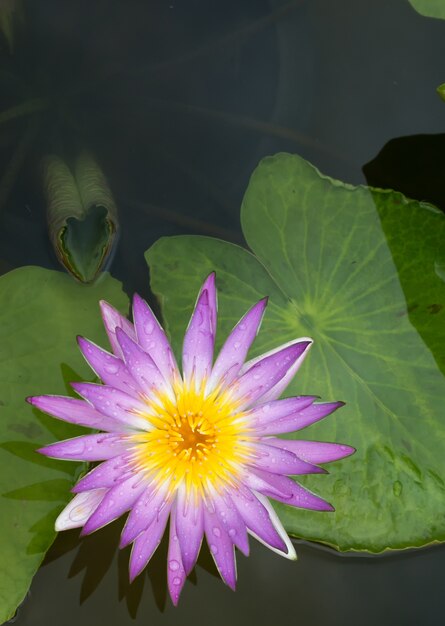 Flor de lótus de close-up