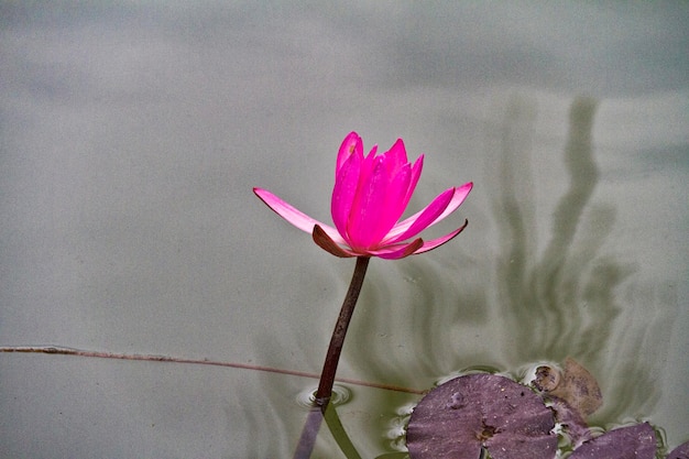 Flor de lótus de flor na lagoa japonesa foco na flor