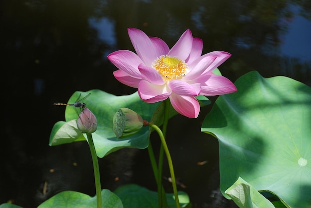 Flor de lótus de lótus em uma água Flor de lótus rosa no jardim botânico