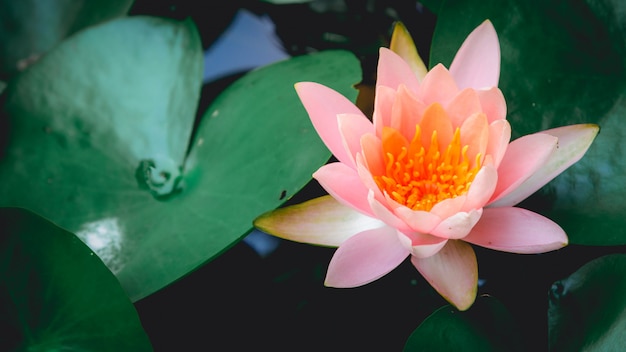 Flor de lótus é complementada pelas cores ricas da superfície da água azul profundo.