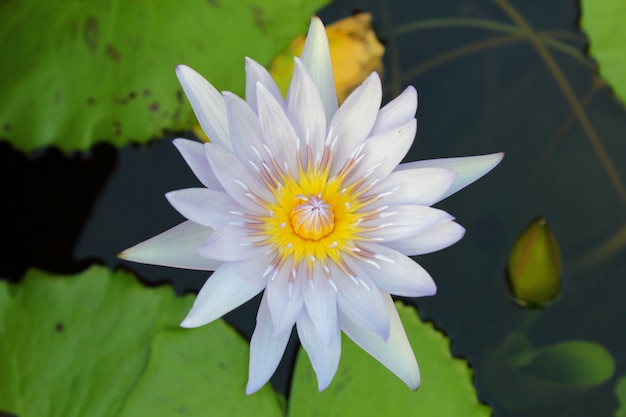 Flor de lótus e plantas de flor de lótus