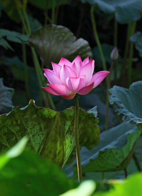 Flor de lótus e plantas de flor de lótus