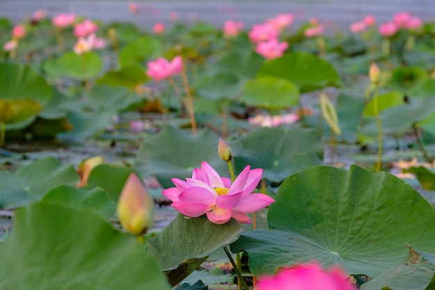 Flor de lótus e plantas de flor de lótus