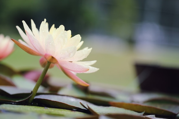 Flor de lótus em close-up