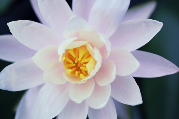 Flor de lótus em close-up