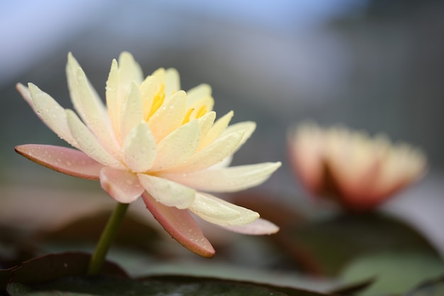 Flor de lótus em close-up