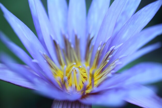 Flor de lótus em close-up