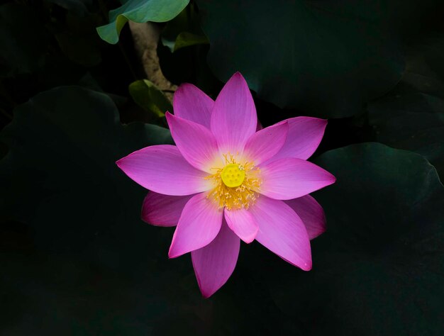 Flor de lótus em fundo preto