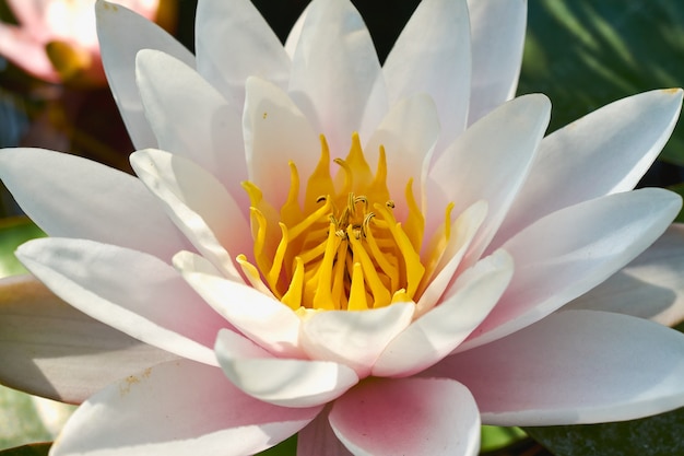 Flor de lótus em um parque de verão closeup