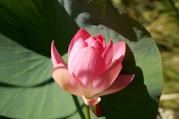 Flor de lótus em um pequeno reservatório no território da região de Volgogrado