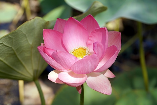 Flor de lótus em um pequeno reservatório