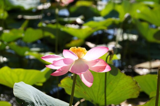 Flor de lótus em uma planície de inundação do rio volga, na região de volgogrado, na rússia