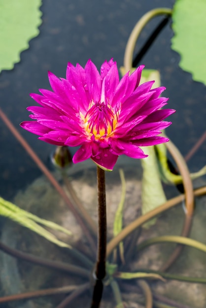 Flor de lótus florescendo no jardim botânico