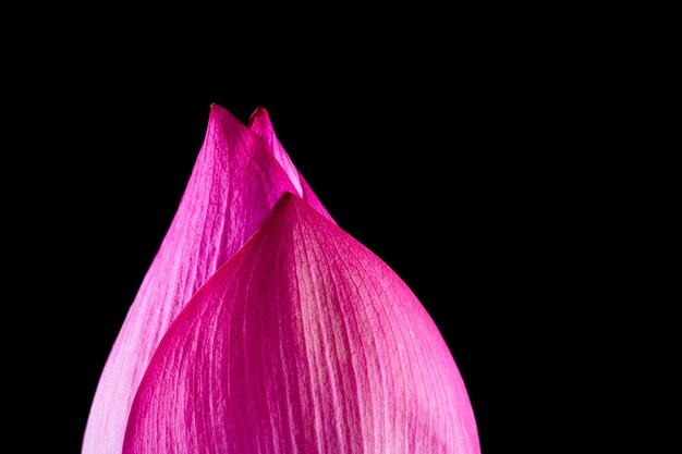 Flor de lótus isolada no fundo preto.