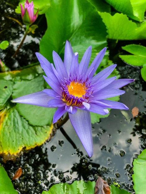 Flor de lótus linda.