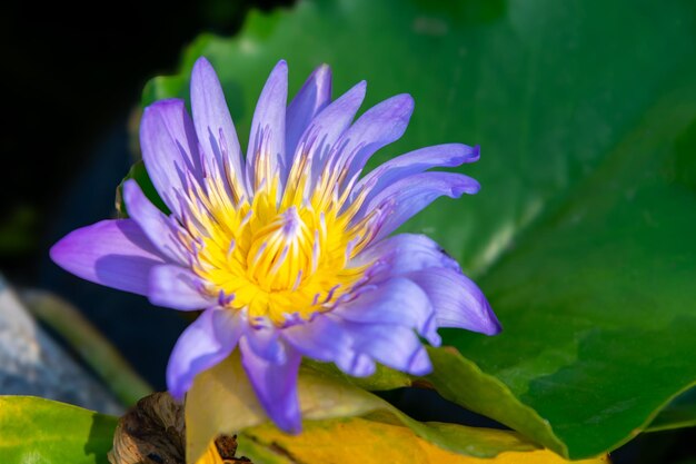 Foto flor de lótus lírio de água de lótus lírio de água tropical ou nymphaea nouchali