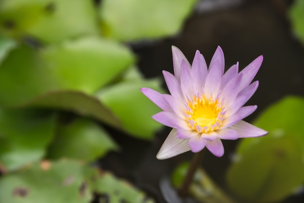 Flor de lótus (Lotus, nenúfar, nenúfar tropical ou Nymphaea nouchali)