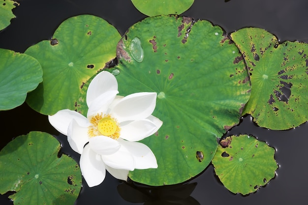 Flor de lótus na água