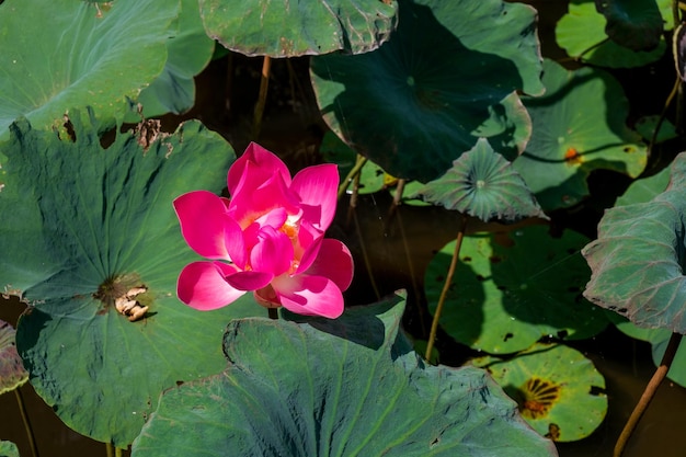 Flor de lótus na lagoa de lótus selvagem com folhas verdes