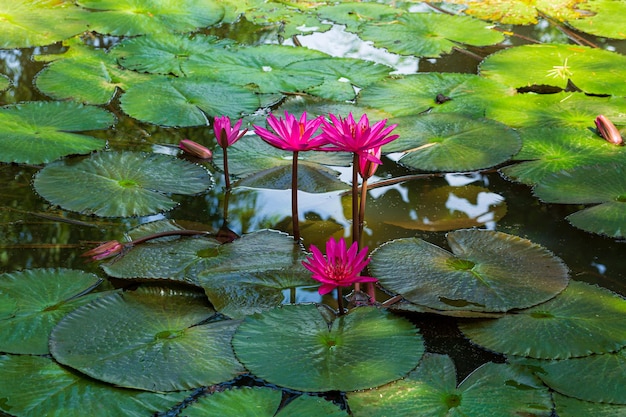 flor de lótus na lagoa, Nenúfar rosa e folhas verdes em uma lagoa de água